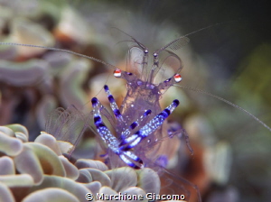Commensalis shrimp
Lembeh strait
Nikon D800E , 105 macr... by Marchione Giacomo 